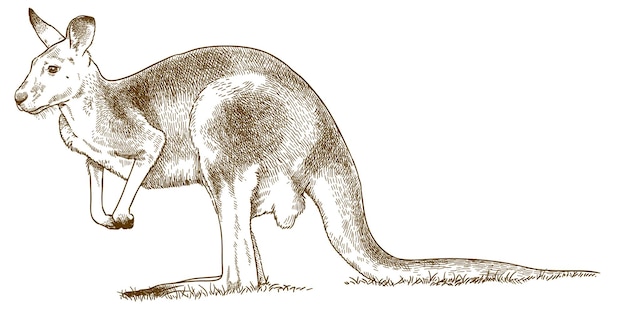 Vector ilustración de dibujo de grabado antiguo de canguro gris occidental aislado sobre fondo blanco.