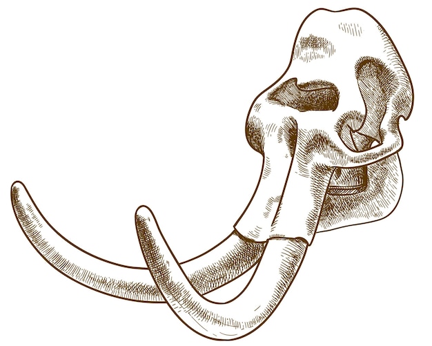 Vector vector ilustración de dibujo de grabado antiguo de mamut o cráneo de elefante aislado en blanco