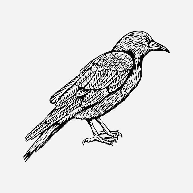 Vector vector de ilustración de entintado vintage de cuervo