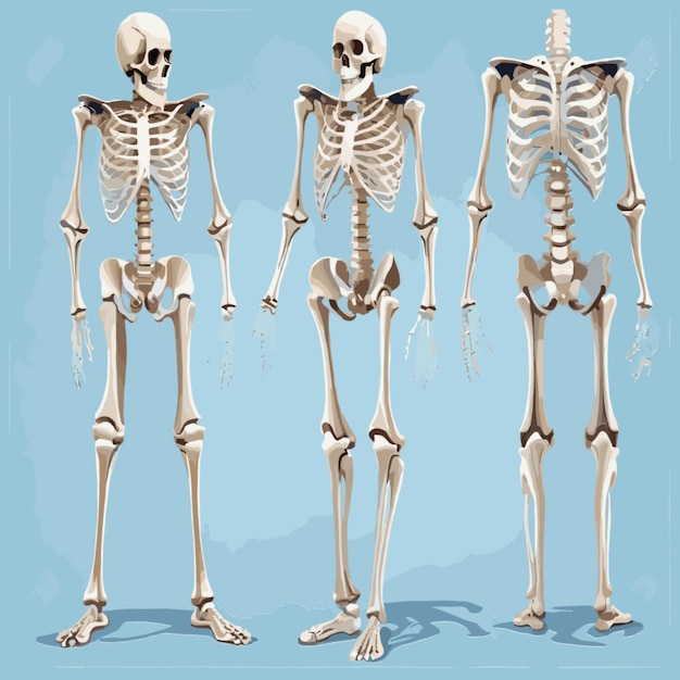Vector vector de ilustración del esqueleto