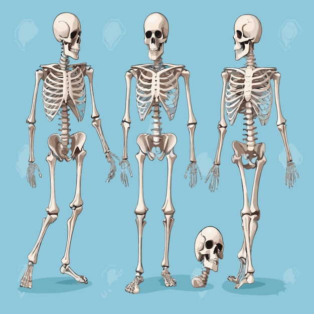 Vector vector de ilustración del esqueleto