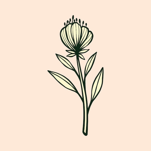 vector de ilustración floral botánica