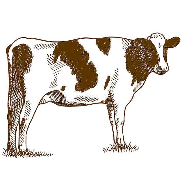 Vector ilustración de grabado antiguo de vaca manchada aislada sobre fondo blanco