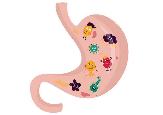 Vector de ilustración de lindos y divertidos probióticos para el estómago