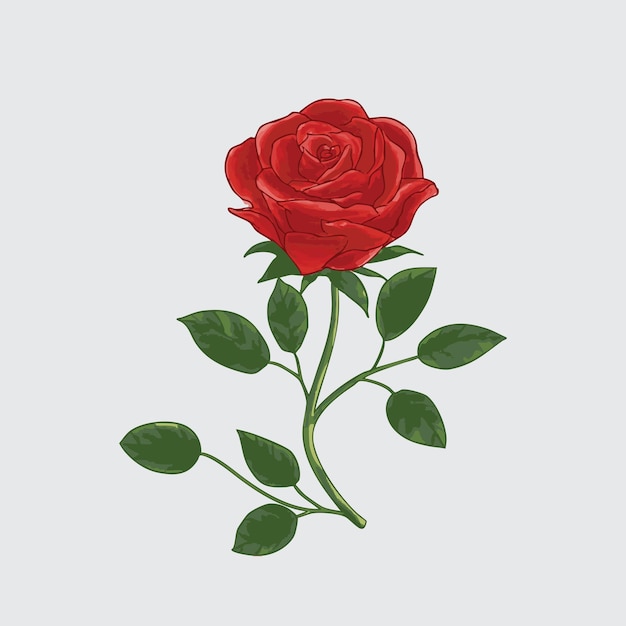 Vector de ilustración de la rosa roja dibujado a mano