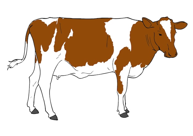 vector de ilustración de vaca