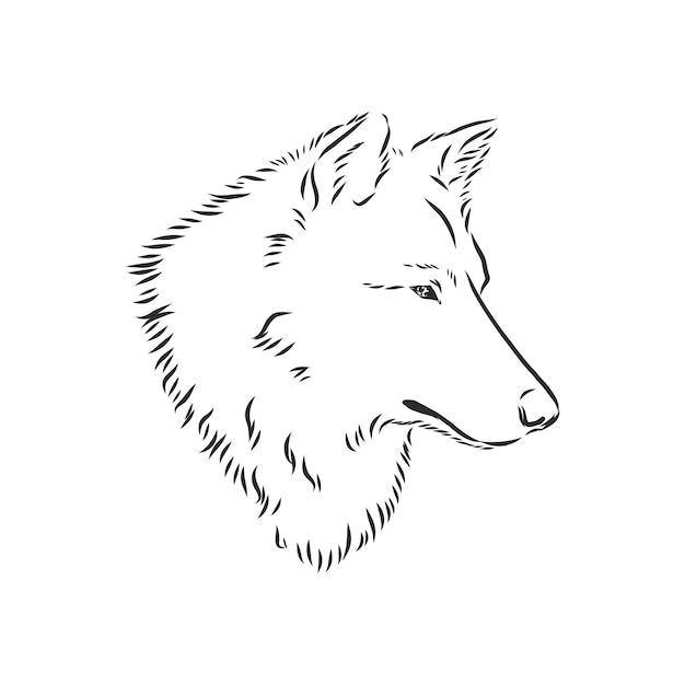 Vector de la imagen de la cabeza de lobo aislada en blanco, retrato de lobo, cabeza de lobo, ilustración de dibujo vectorial