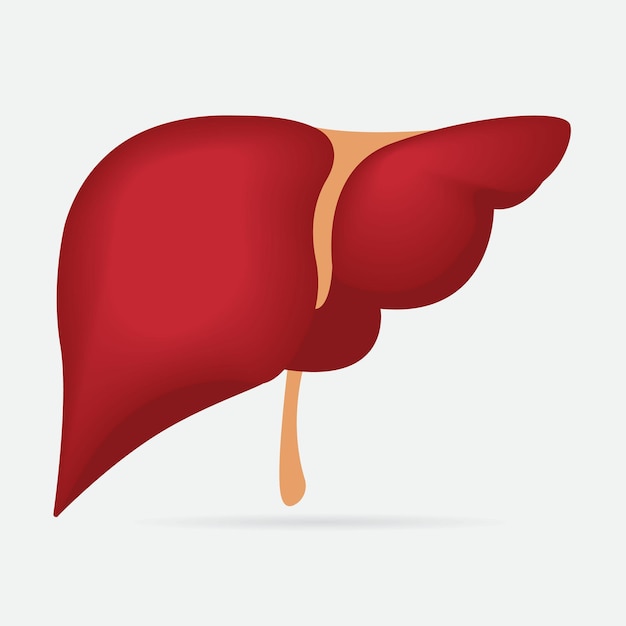Vector de imagen de hígado humano. Icono de hígado para diseño web.