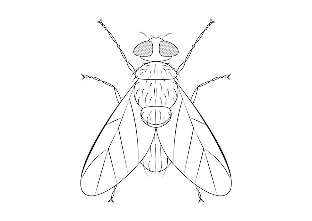 Vector de imágenes prediseñadas de mosca verde en blanco y negro aislado en fondo blanco Página para colorear de una mosca verde