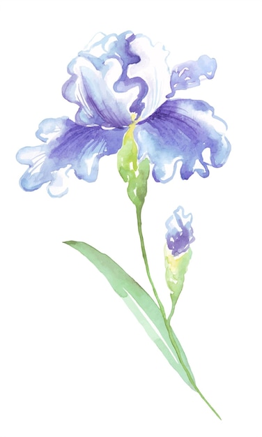 Vector de iris de acuarela