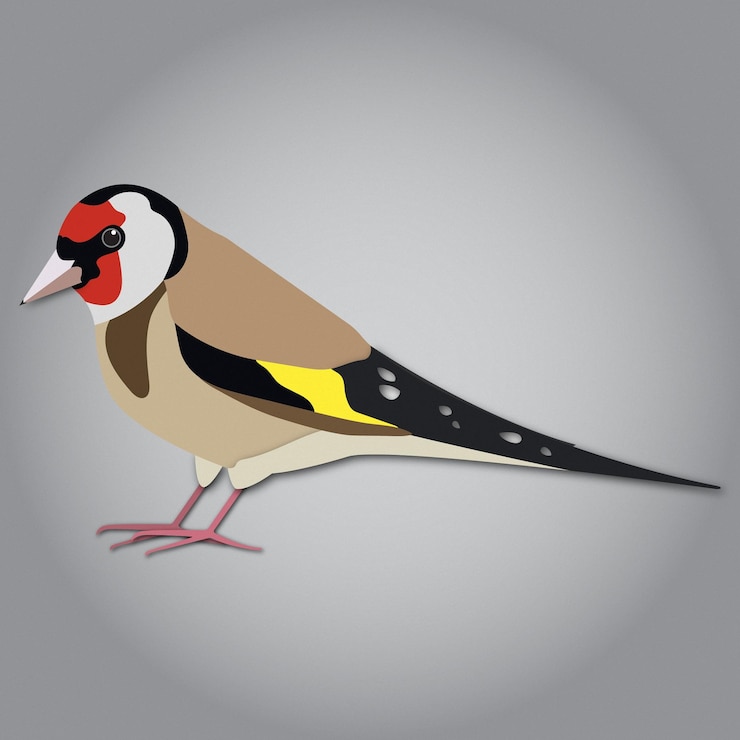 Vector vector de jilgo de pájaro