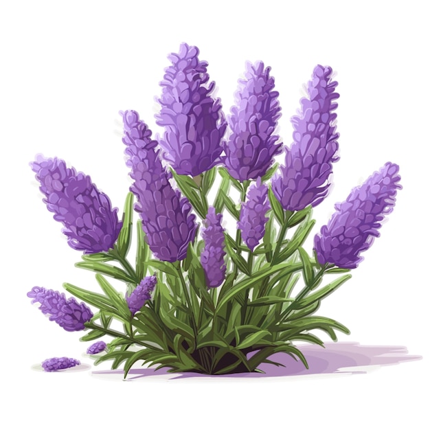 Vector de lavanda sobre fondo blanco