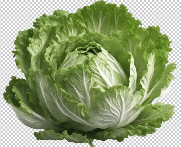 Vector vector de lechuga