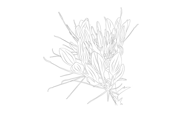 Vector vector libre hermoso dibujo a mano y flor de boceto