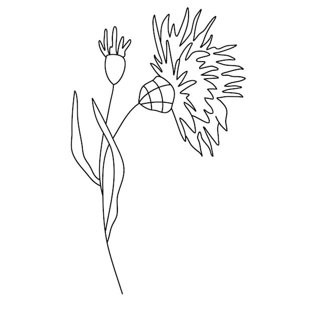 Vector de línea de planta de campo, vector de flor de línea, planta de amapola, diseño de línea minimalista, vector de plantas silvestres