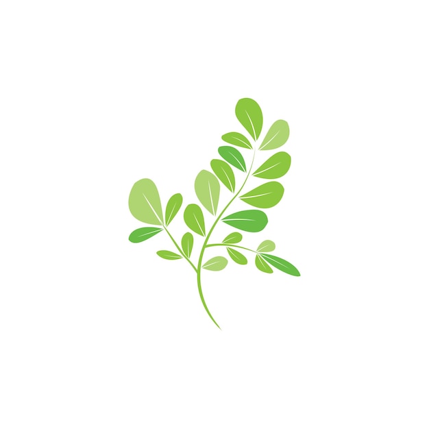 vector de logotipo de hoja de moringa