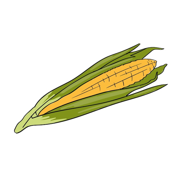 Vector vector de maíz ilustración dibujada a mano de verduras ingrediente para cocinar estampa aislada