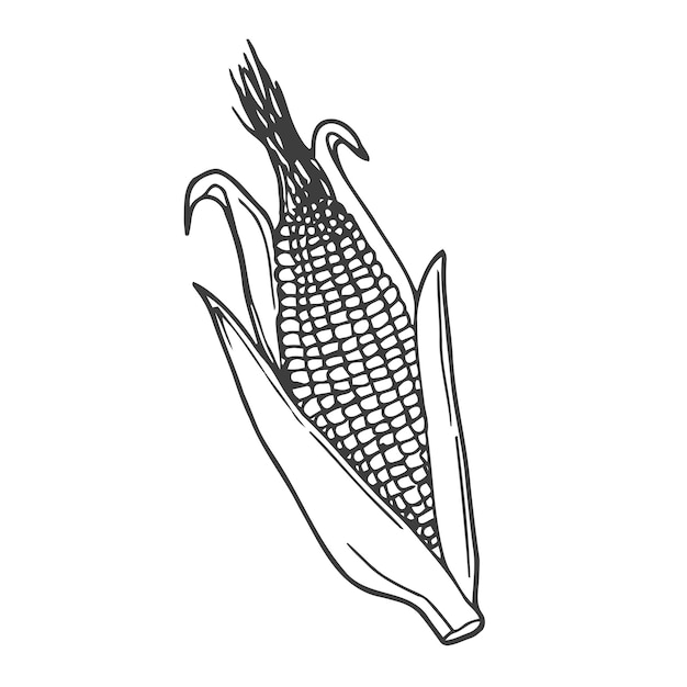 Vector, mano, dibujado, palomitas de maíz, mazorca de maíz, contorno, garabato, icono, comida, bosquejo, ilustración, para, impresión, tela, mafia