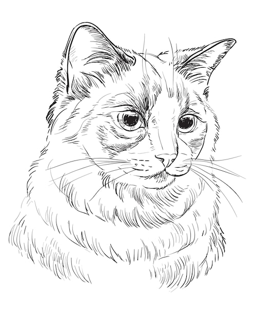 Vector mano dibujo gato 5