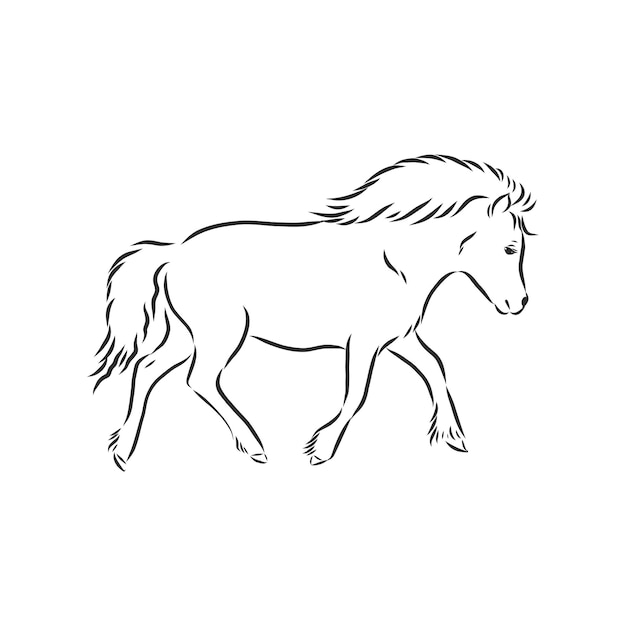 Vector mano dibujo pony aislado sobre fondo blanco, caballo pony, ilustración de dibujo vectorial