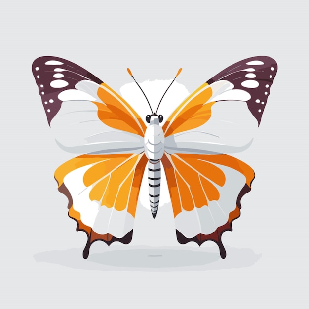 Vector de mariposa sobre fondo blanco