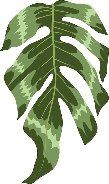 Vector monstera plantas botánicas invernadero