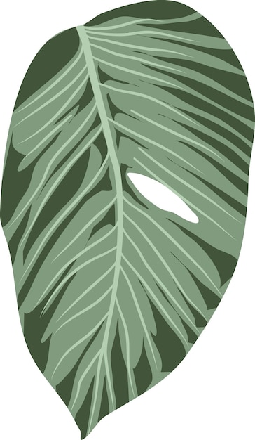 Vector monstera plantas botánicas invernadero