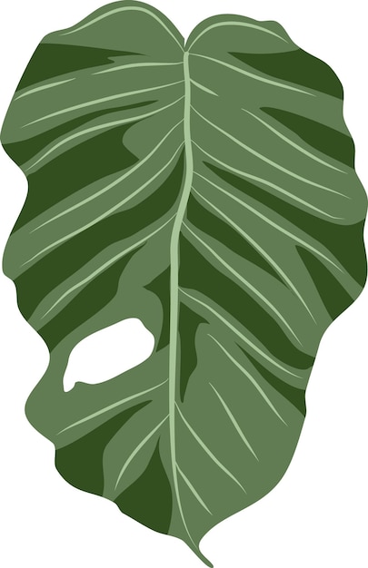 Vector monstera plantas botánicas invernadero