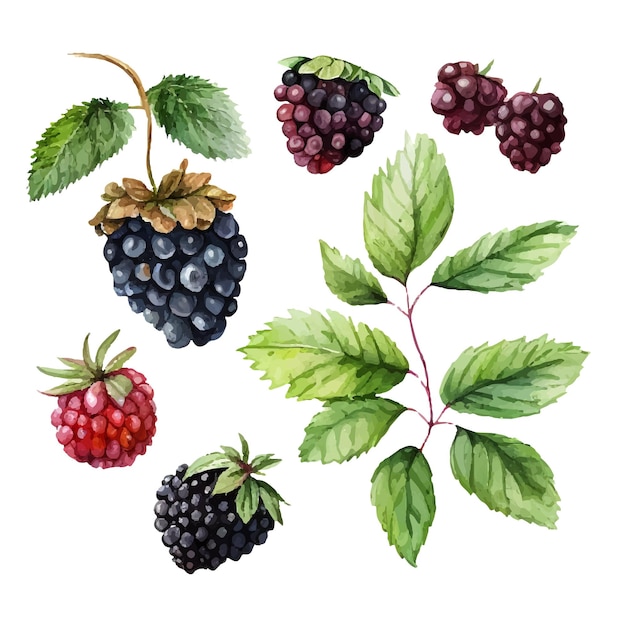 Vector moras pintura acuarela dibujada a mano sobre fondo blanco