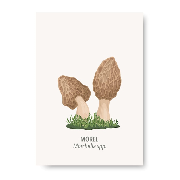 Vector Morel Mushroom Icono aislado en blanco Dibujado a mano Dibujos animados Morel Pareja Hongos Plantilla de diseño Clipart Morchella spp Mushroom Set