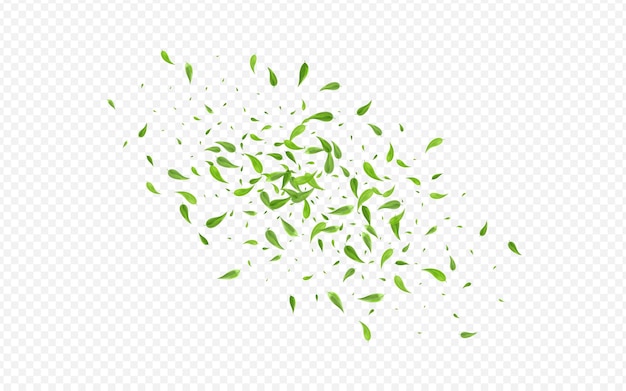 Vector de mosca de la hoja de cal trasfondo transparente