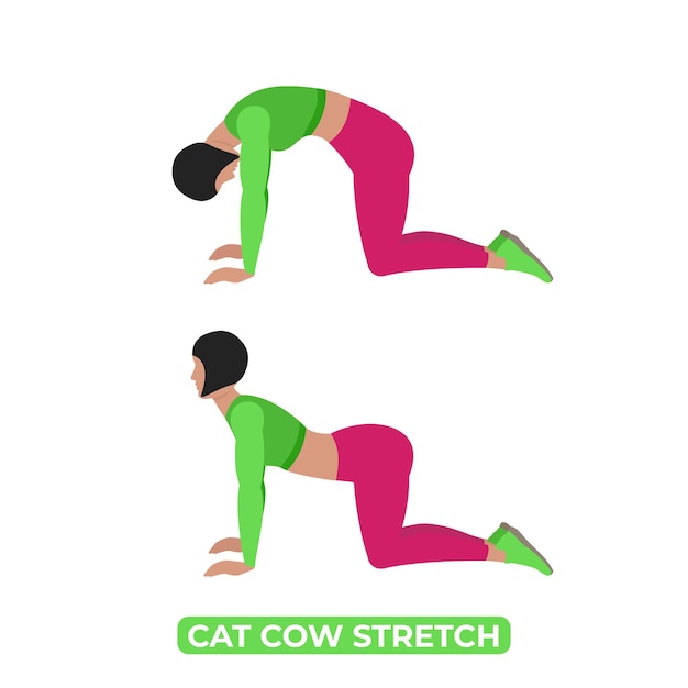 Vector Mujer haciendo gato vaca estiramiento Chakravakasana Una ilustración educativa