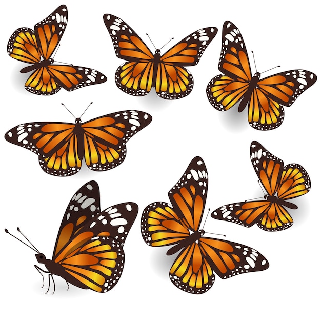 Vector, naranja, tropical, vuelo, mariposas, aislado, ilustración, conjunto