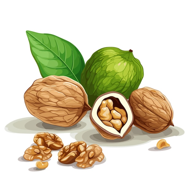 Vector vector de nueces sobre fondo blanco