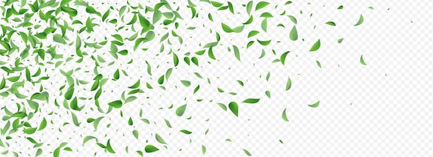 Vector orgánico panorámico transparente de las hojas de pantano