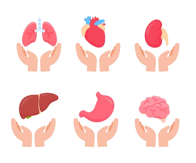 Vector de órganos humanos. partes internas del cuerpo humano concepto de estudio de los sistemas corporales.