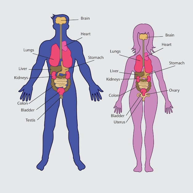 Vector de órganos internos humanos básicos