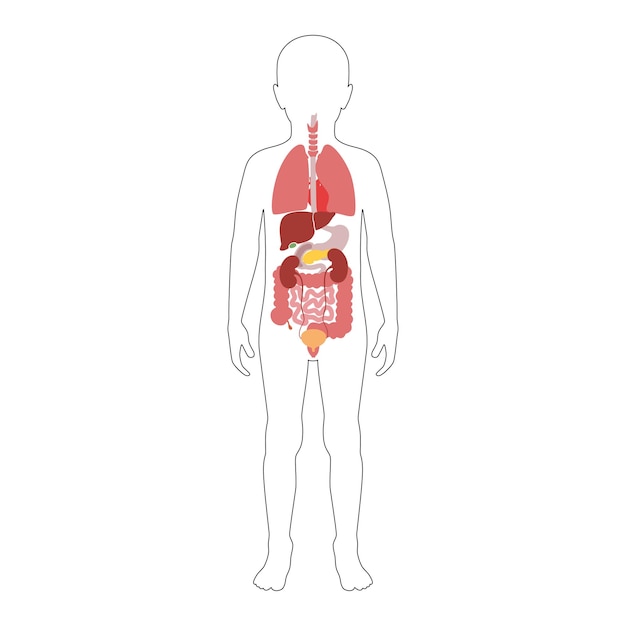 Vector vector de órganos internos humanos