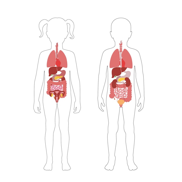 Vector de órganos internos humanos