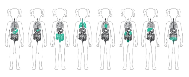 Vector de órganos internos humanos