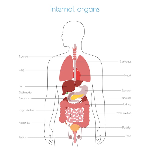 Vector de órganos internos humanos