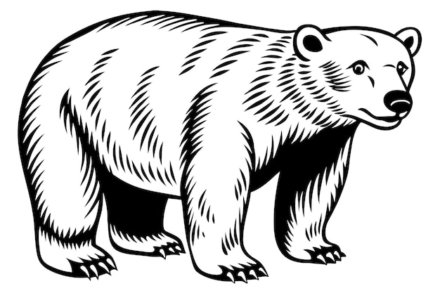 Vector vector de oso polar