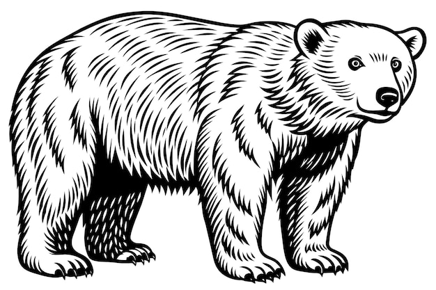 Vector vector de oso polar