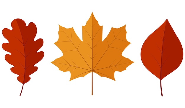 Vector de otoño de roble y hojas de arce estandarte Ilustración de la temporada