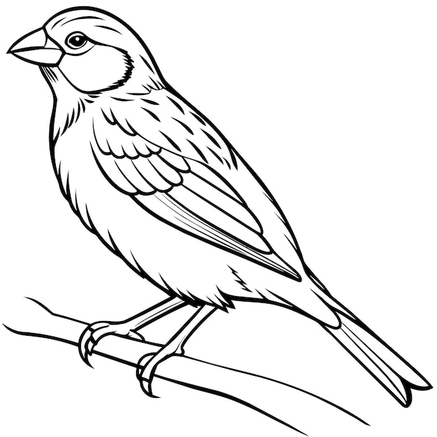 Vector de la página 23 del libro de colorear de pájaros pinzón