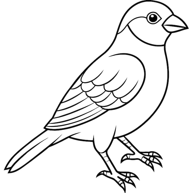 Vector de la página 26 del libro de colorear pájaros de pinzón