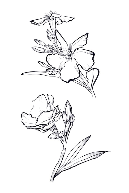 Vector de páginas para colorear rama de oleandra en flor con hojas