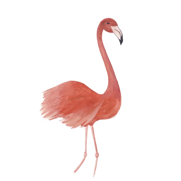 Vector de pájaro aislado acuarela flamenco