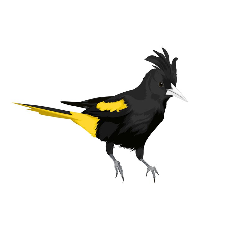 Vector vector de pájaro cacique de alas amarillas