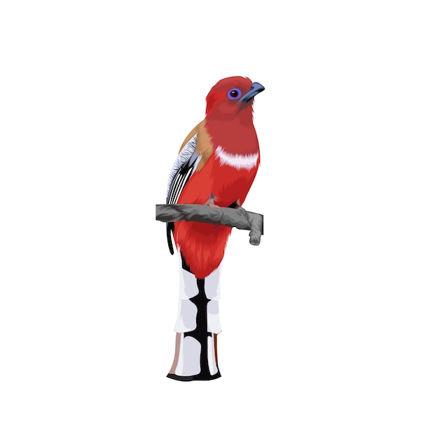 Vector de pájaro Trogon pelirrojo